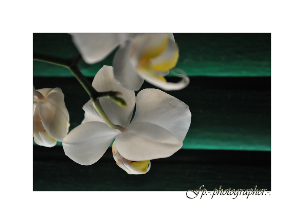 Phalaenopsis