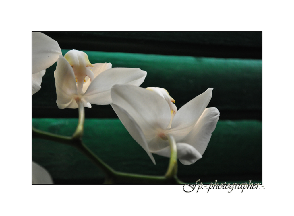 Phalaenopsis