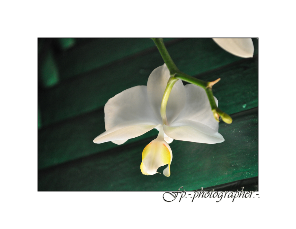 Phalaenopsis