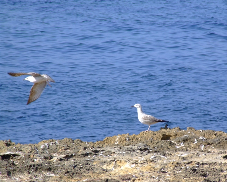 in volo