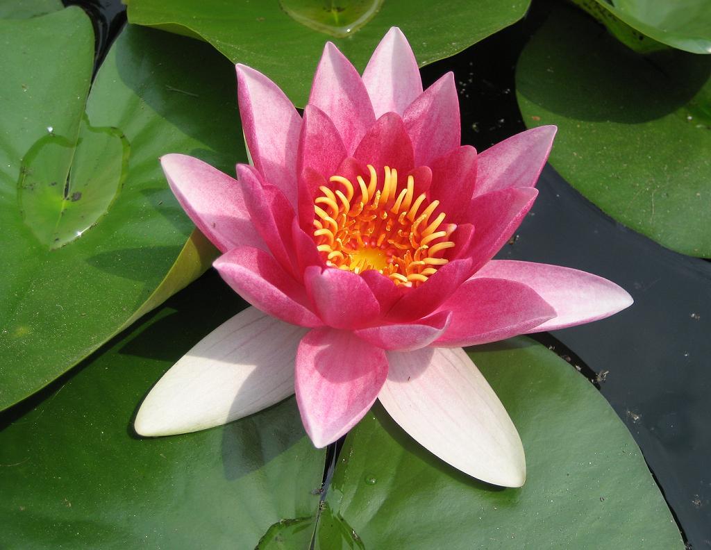 natura