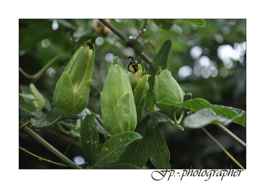 Passiflora