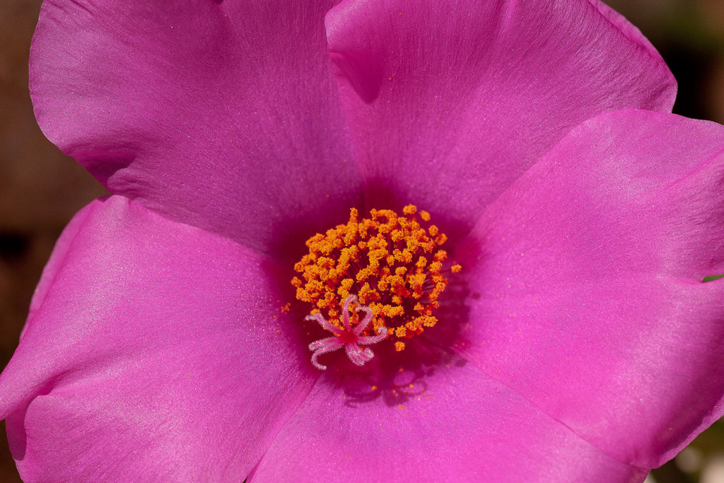 Macro2