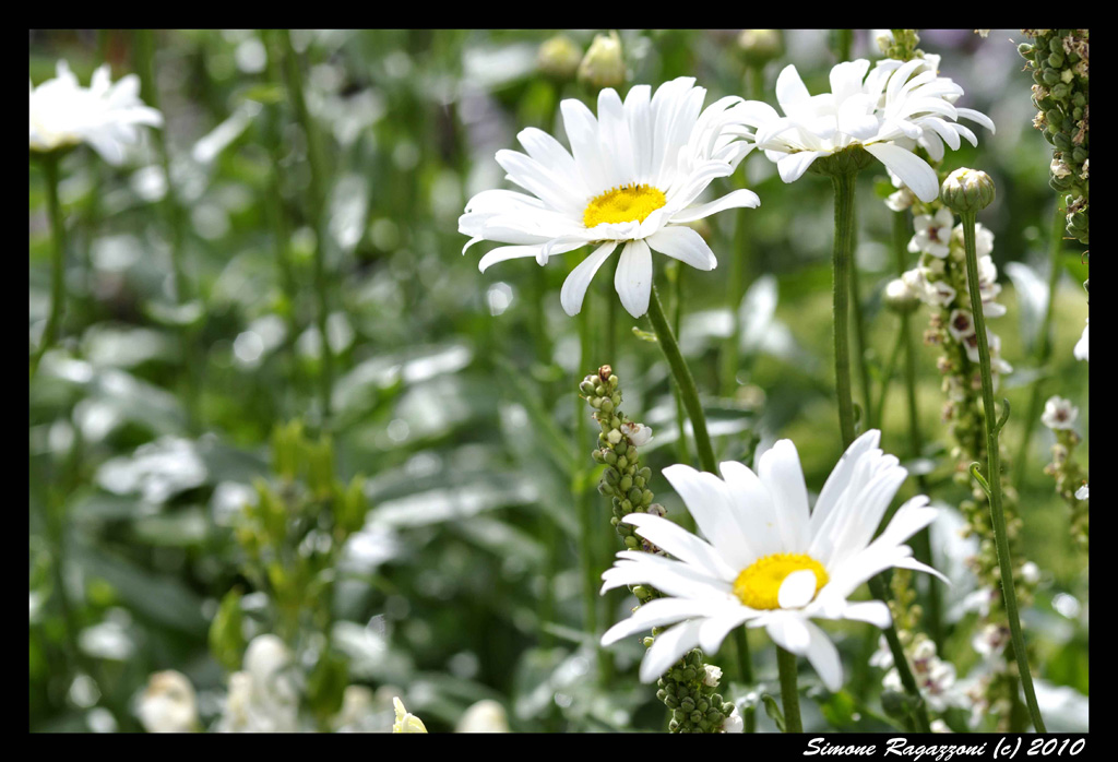 Fiori Bianchi