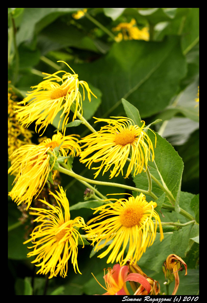 Fiori Gialli