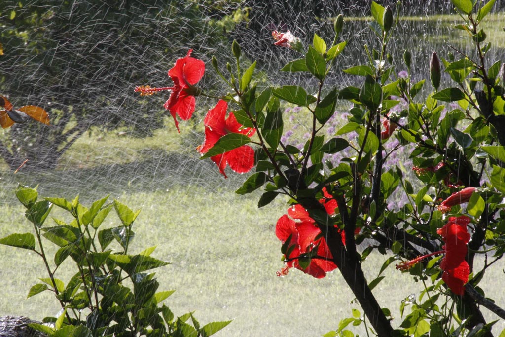 fiore del  giardino