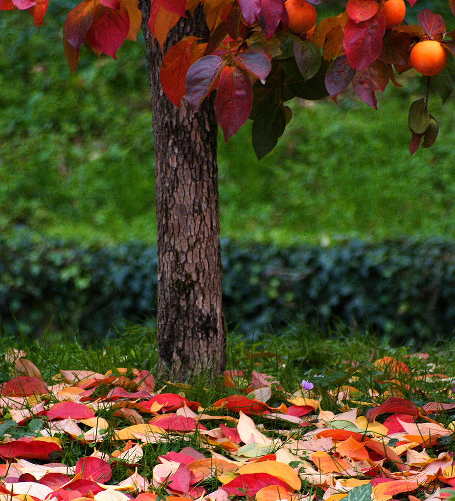 Scorcio d'autunno