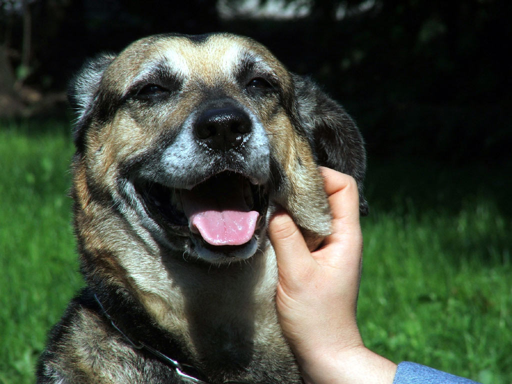 il mio cane