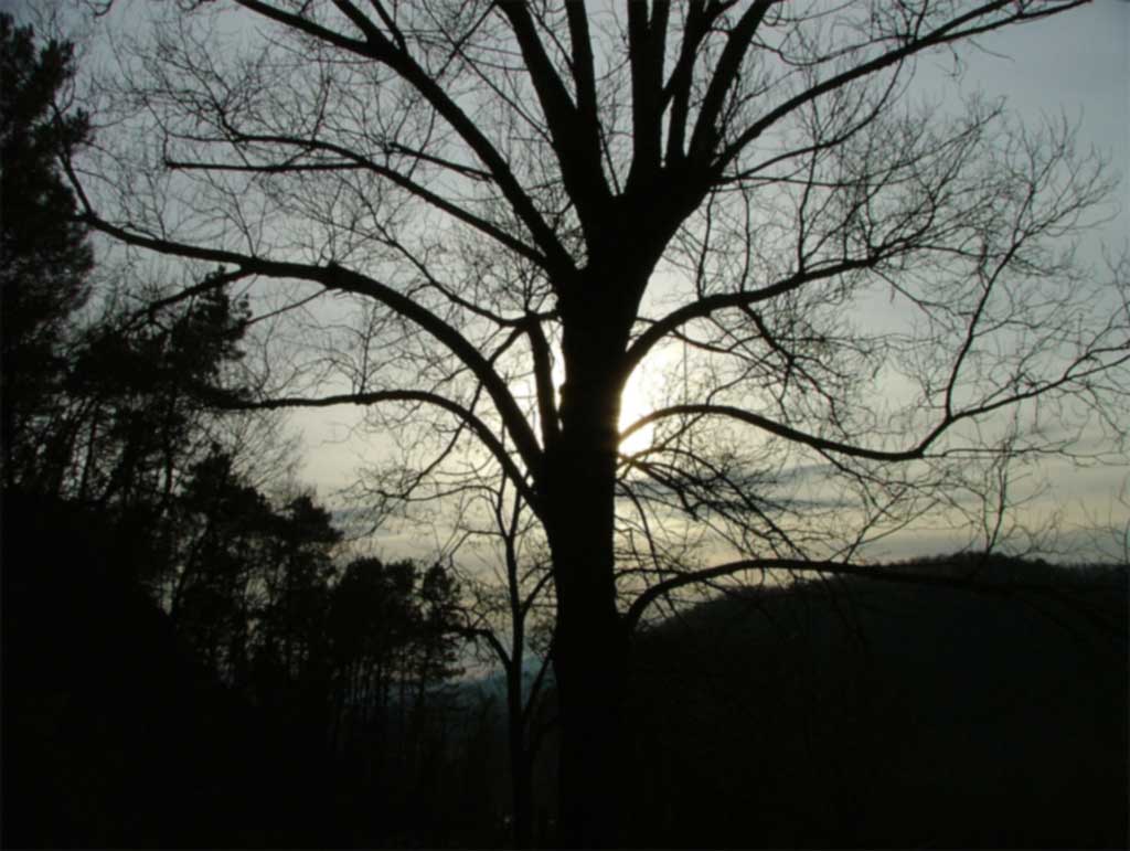 albero