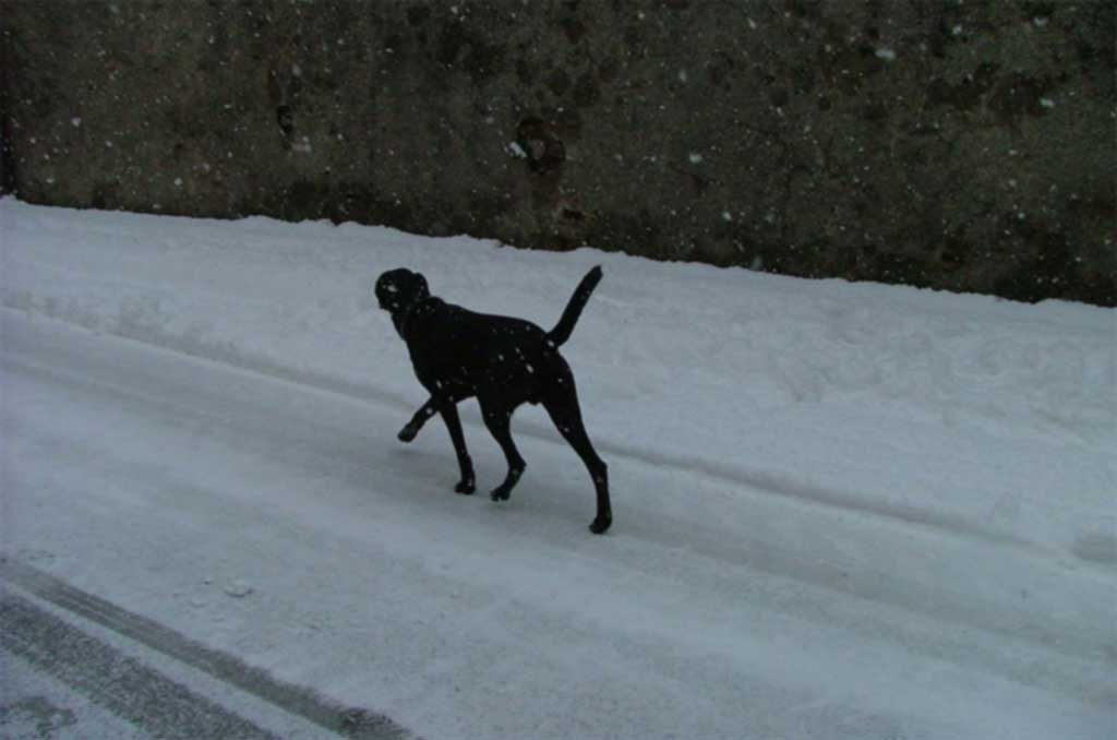 cane b/n