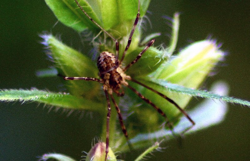 Spider...