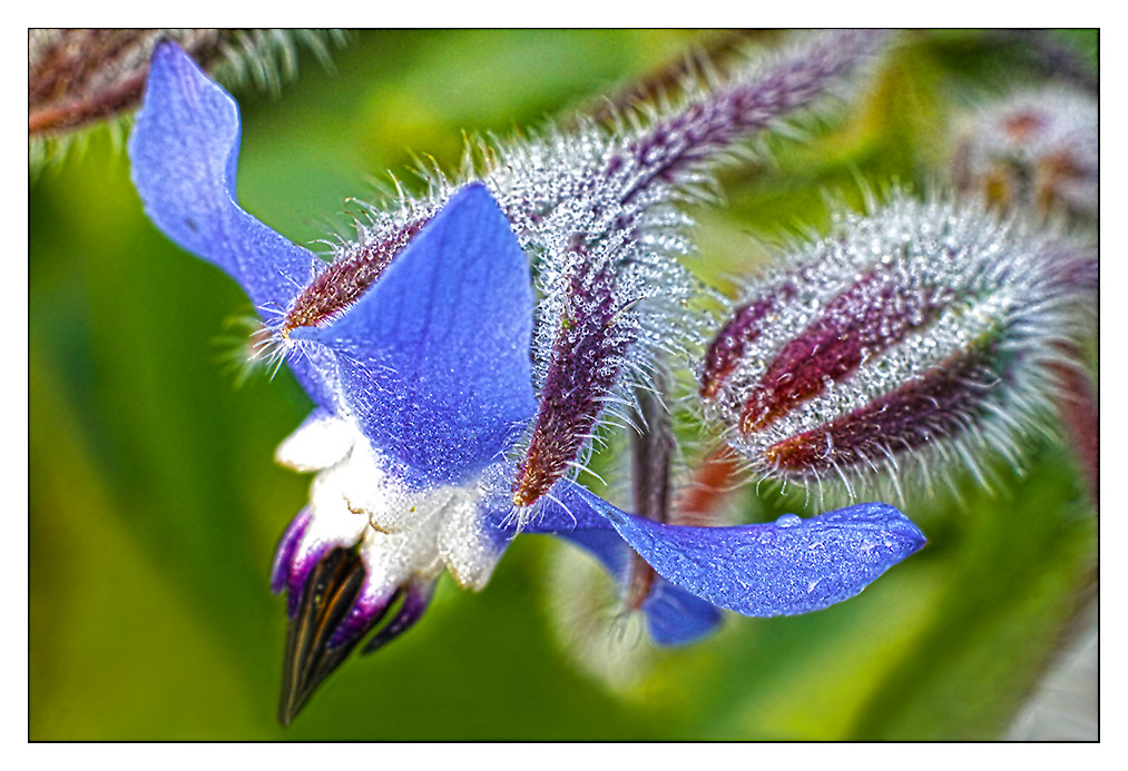 Primavera - 2