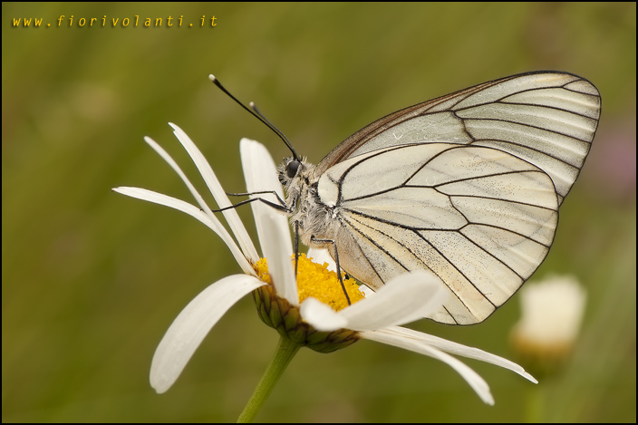 aporia