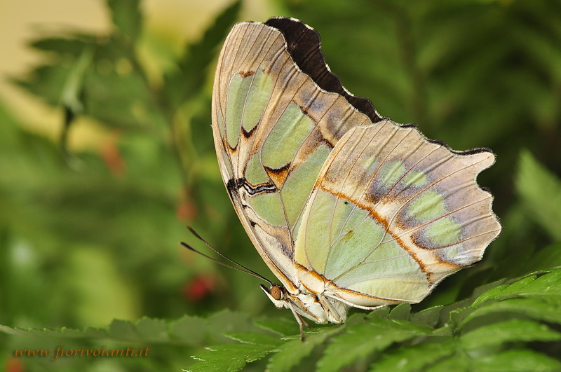 siproeta stelenes