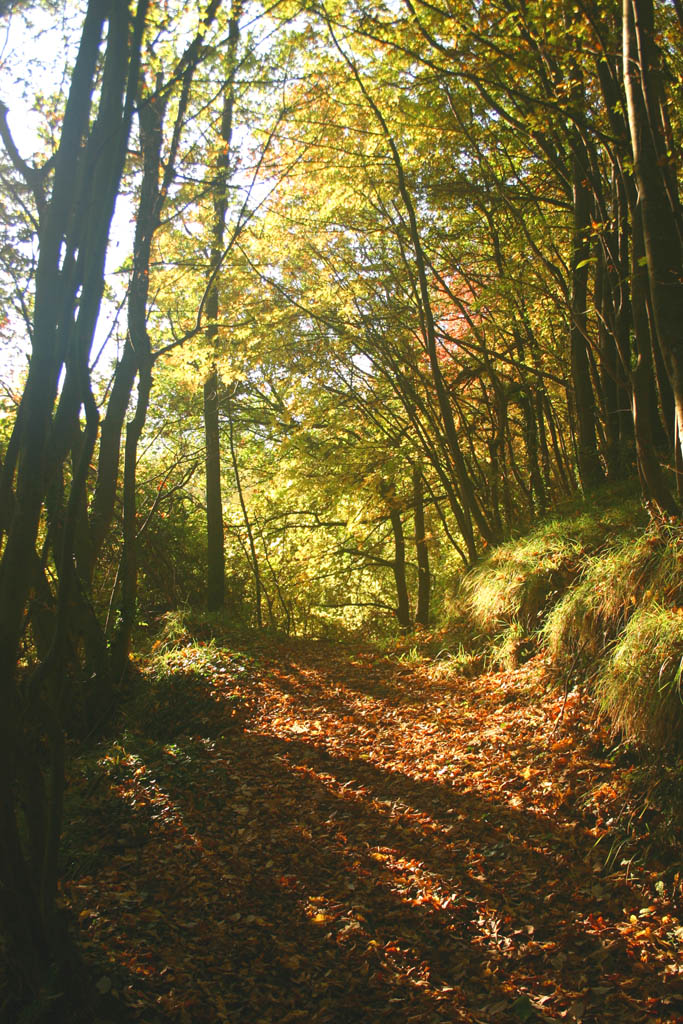 Luce autunnale