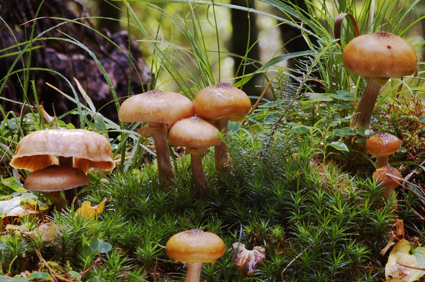 Funghi chiodini