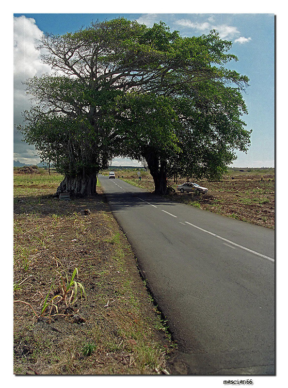 Le Mauritius...il matrimonio!