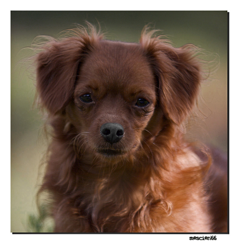 Chicca....la mia cagnetta!