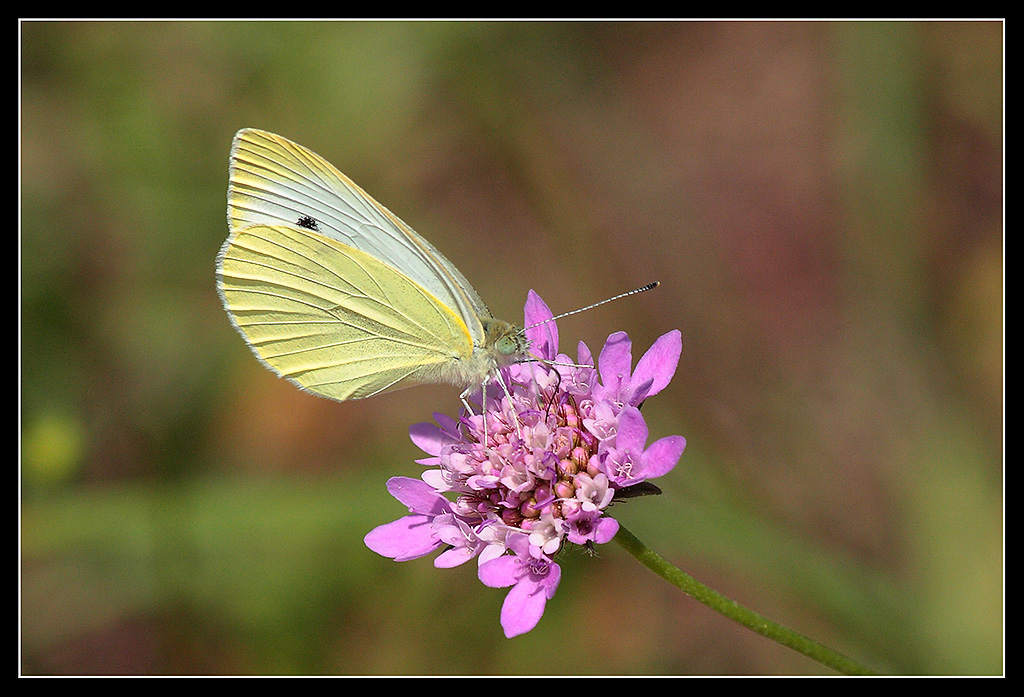 Farfalla....2