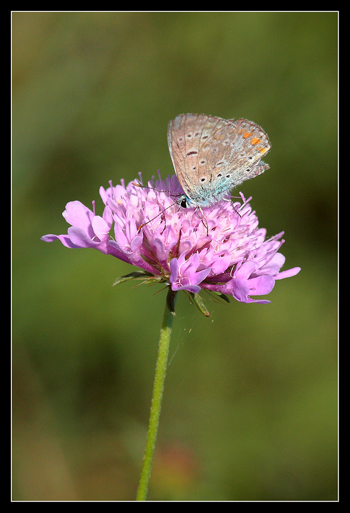 Farfalla...3
