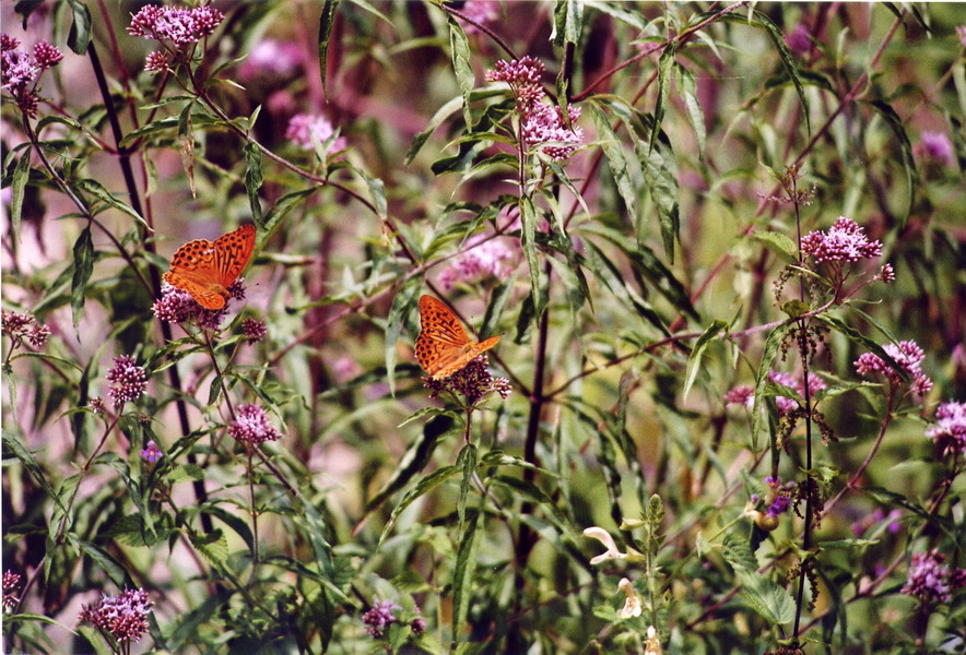 Colori d'estate