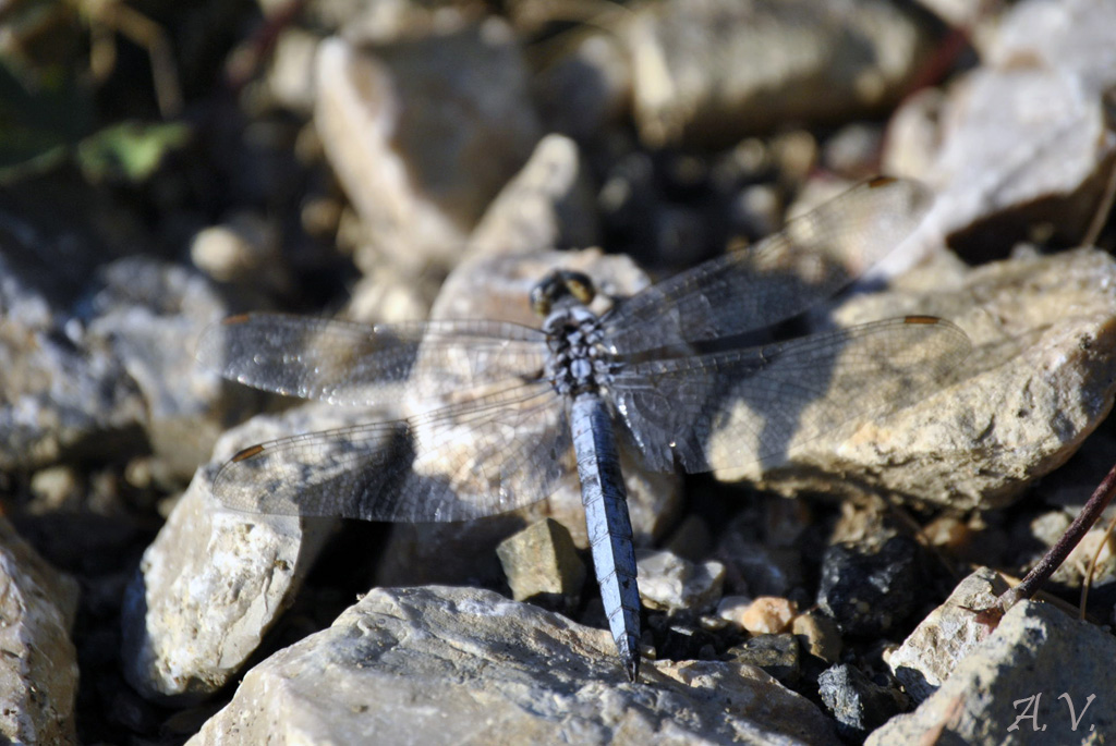 libellula 3
