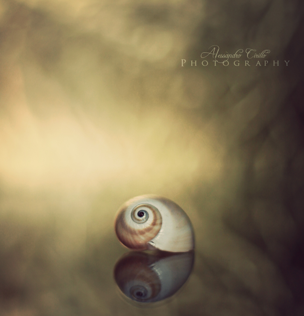 Shell in the Light