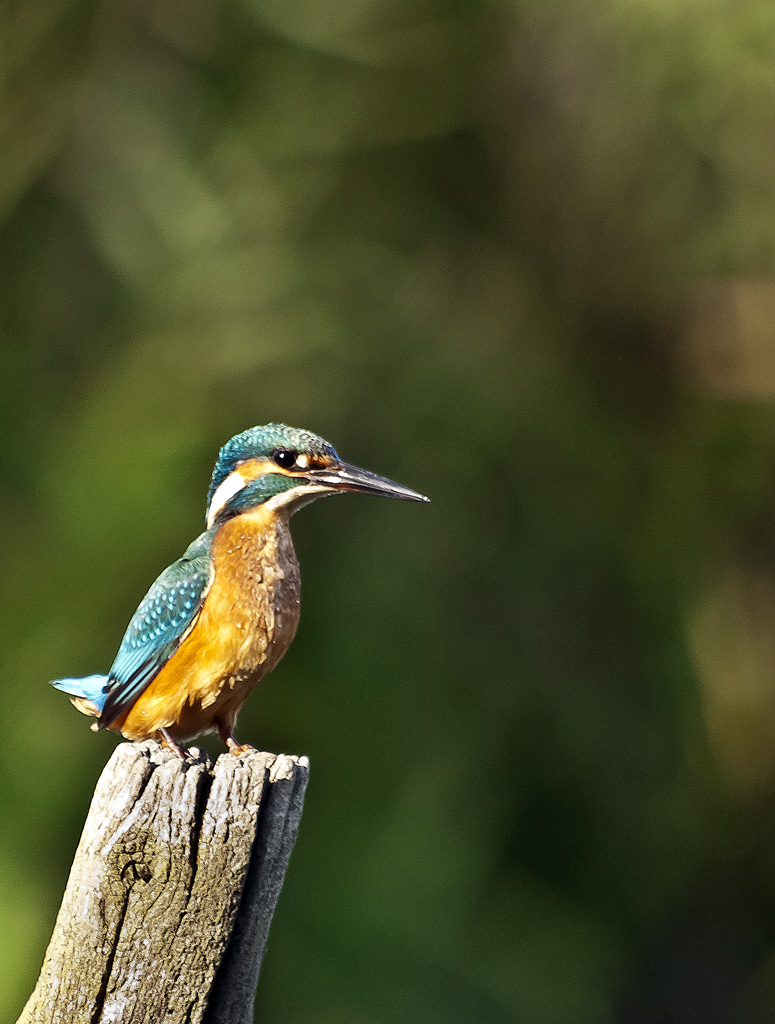 Martino #2 - Sull'attenti