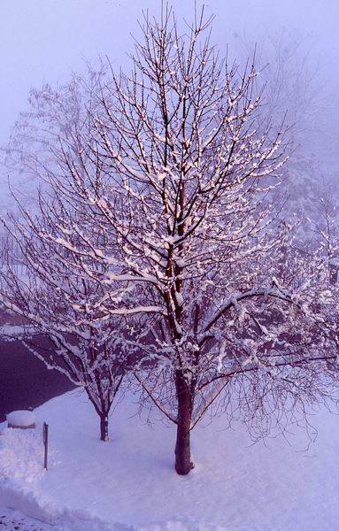 Giardino sotto la neve III