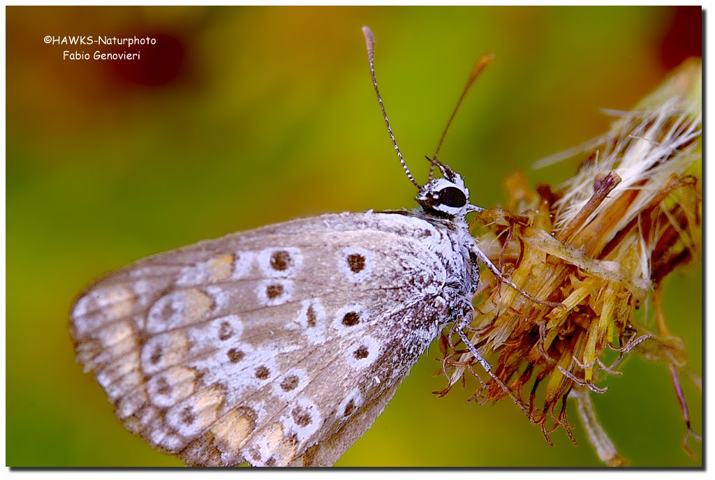 Aricia agestis(Lycaenidae)