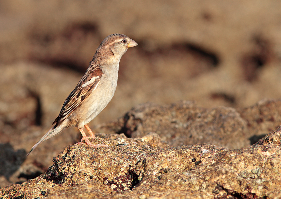 La sentinella