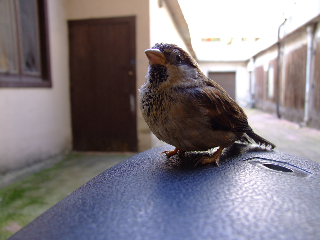 Passero Solitario