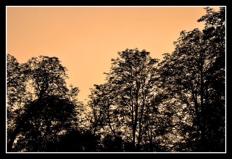 Tramonto tra gli alberi