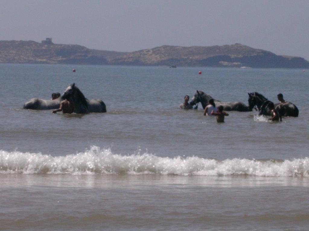 cavalli in acqua