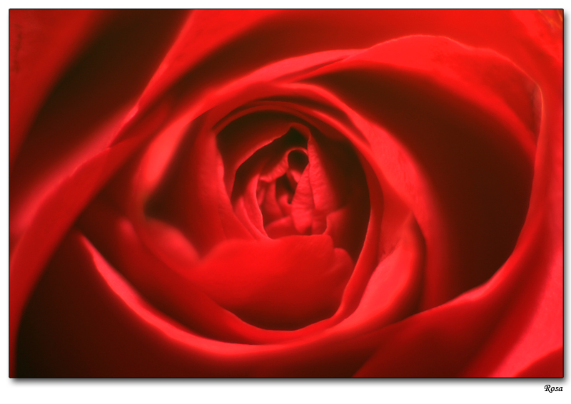 Rosa