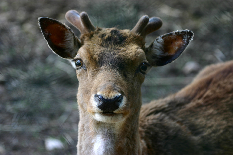 Cerbiatto 1