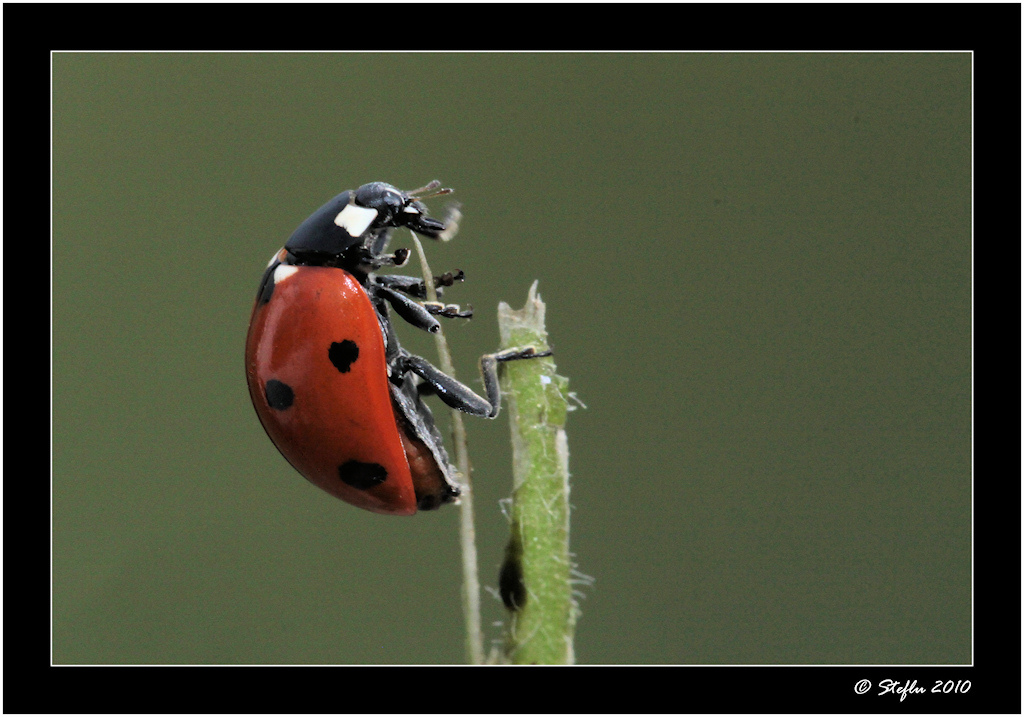 Solitario