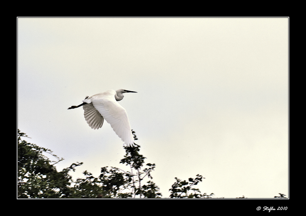In volo