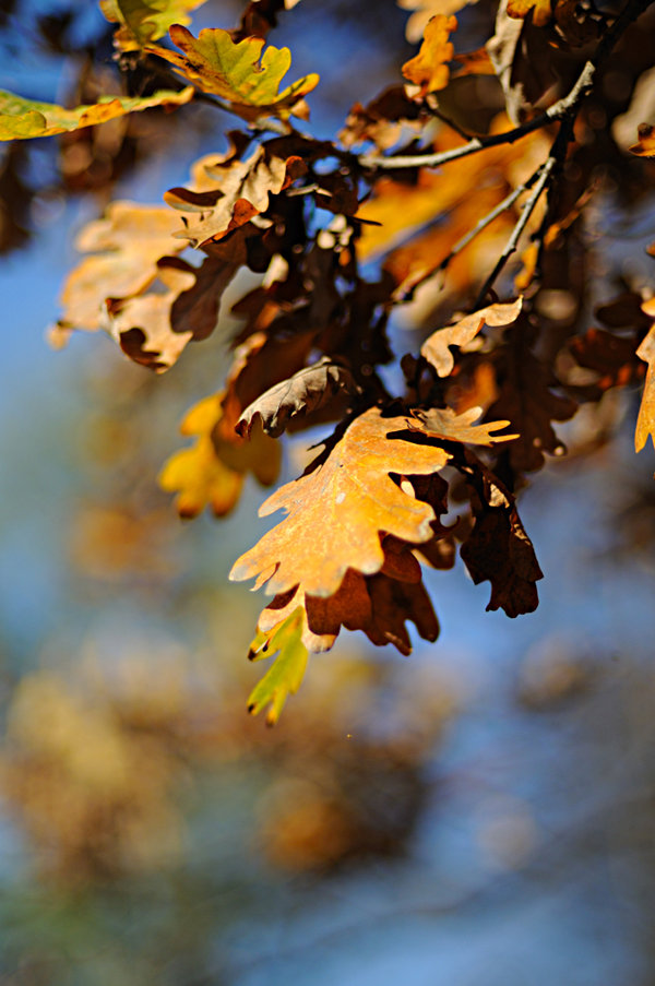 Quercia