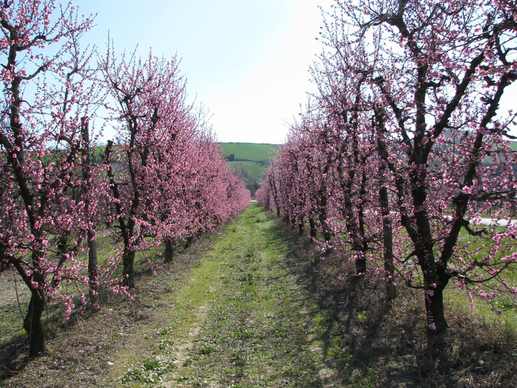 Pesco in fiore