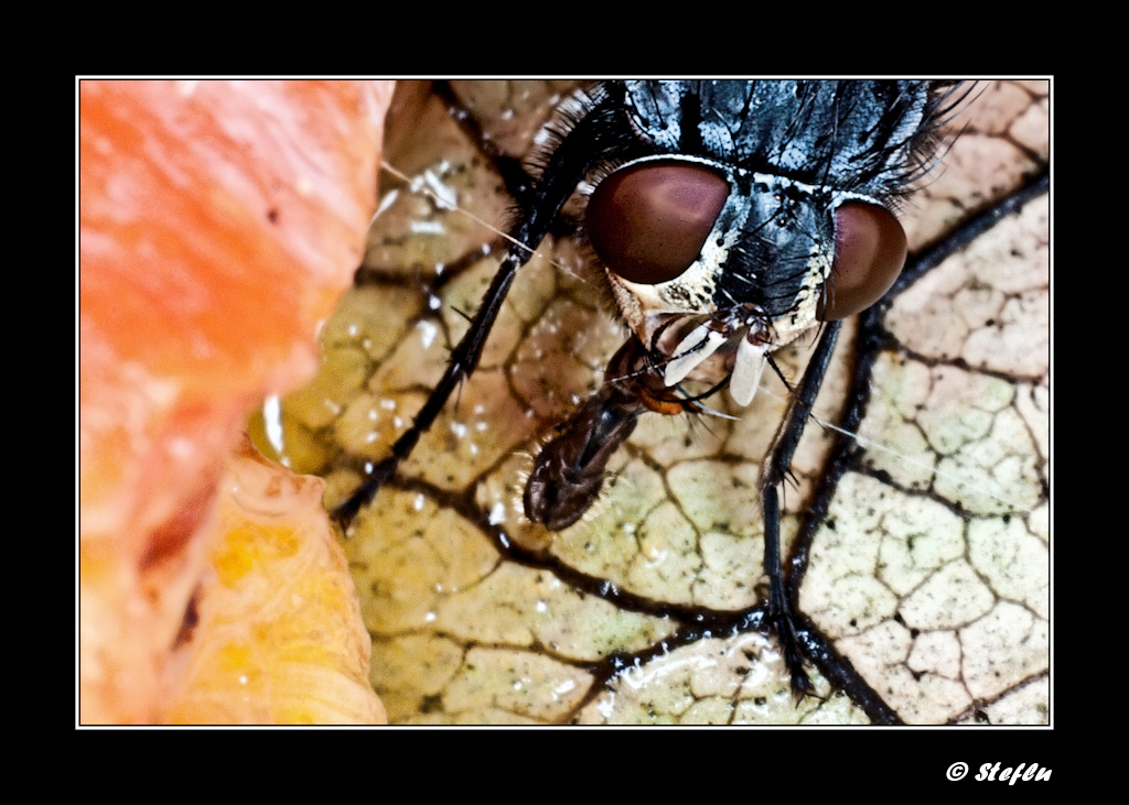 Mosca sul Kaki