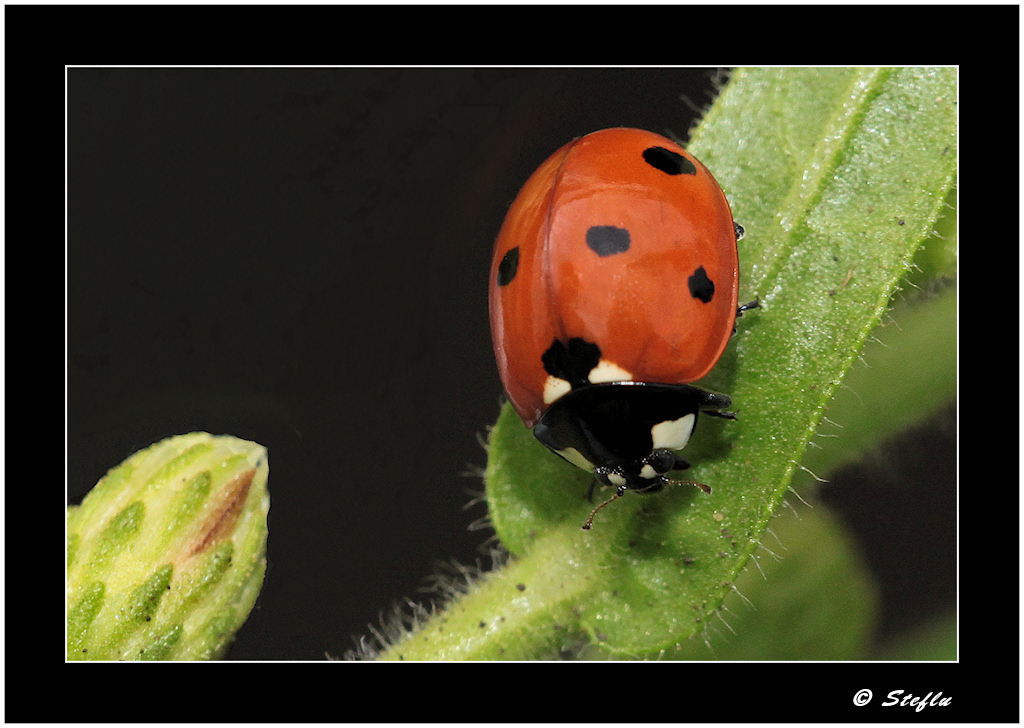 Coccinella