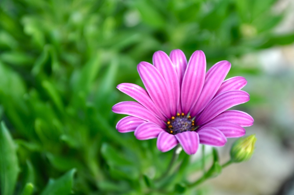 Fiore