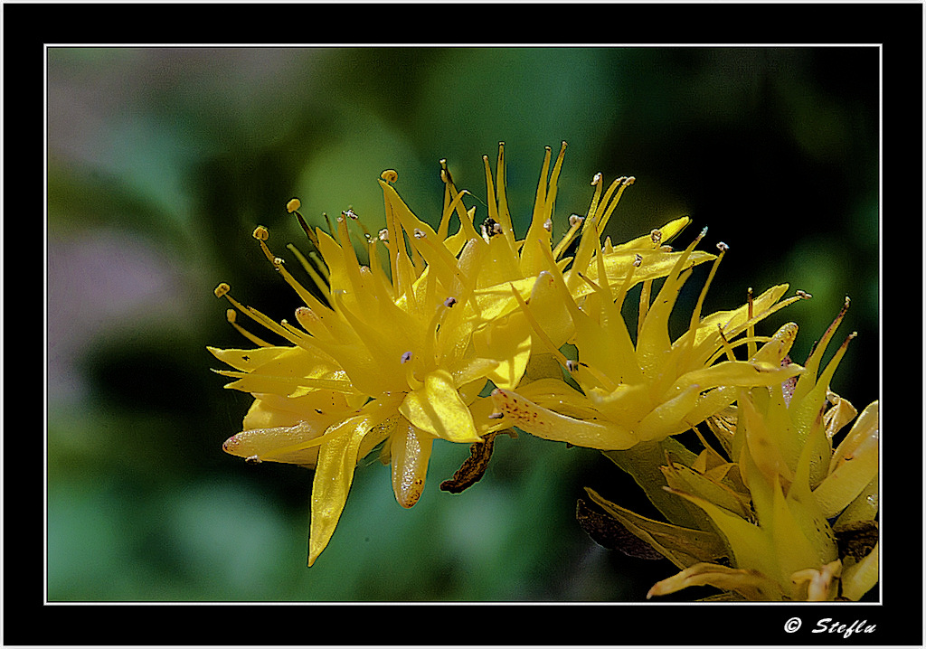 Aculei in fiore