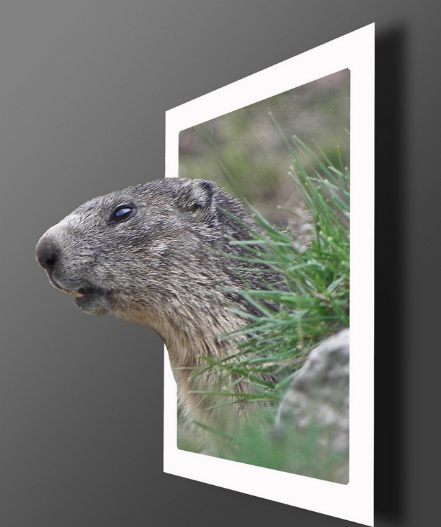 Marmotta 3D