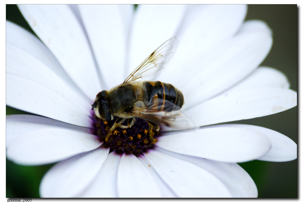 fiore bianco