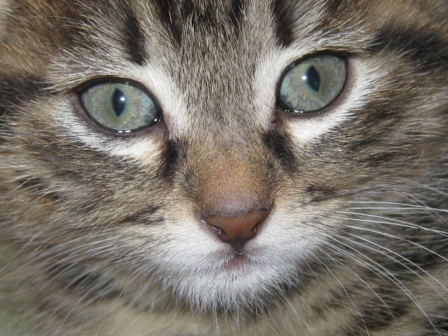 occhi di gatto