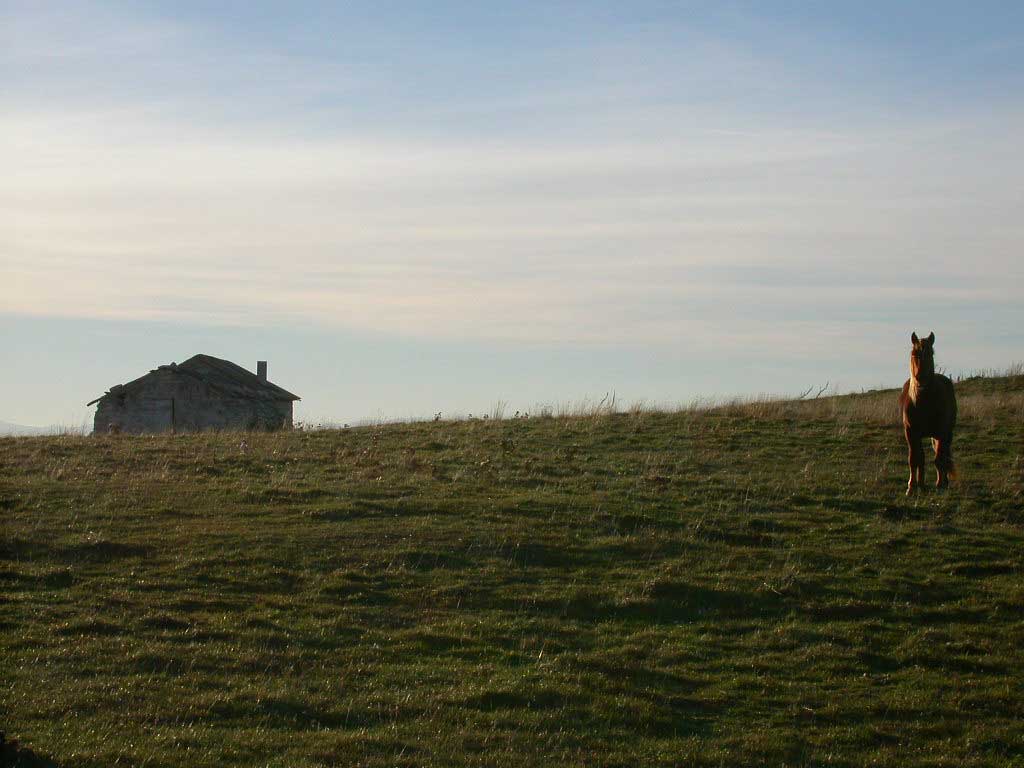 Sola