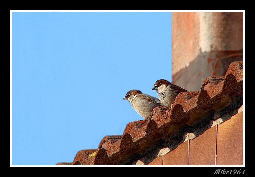 passerotti