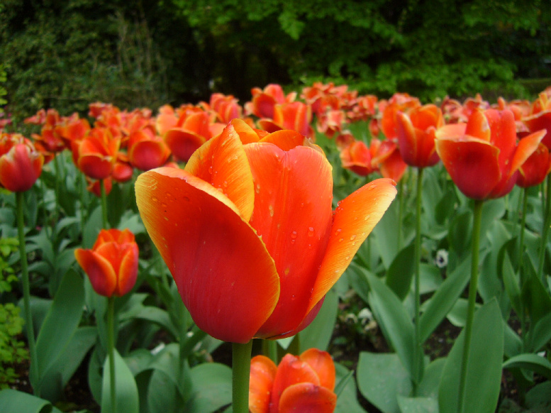 tulipano